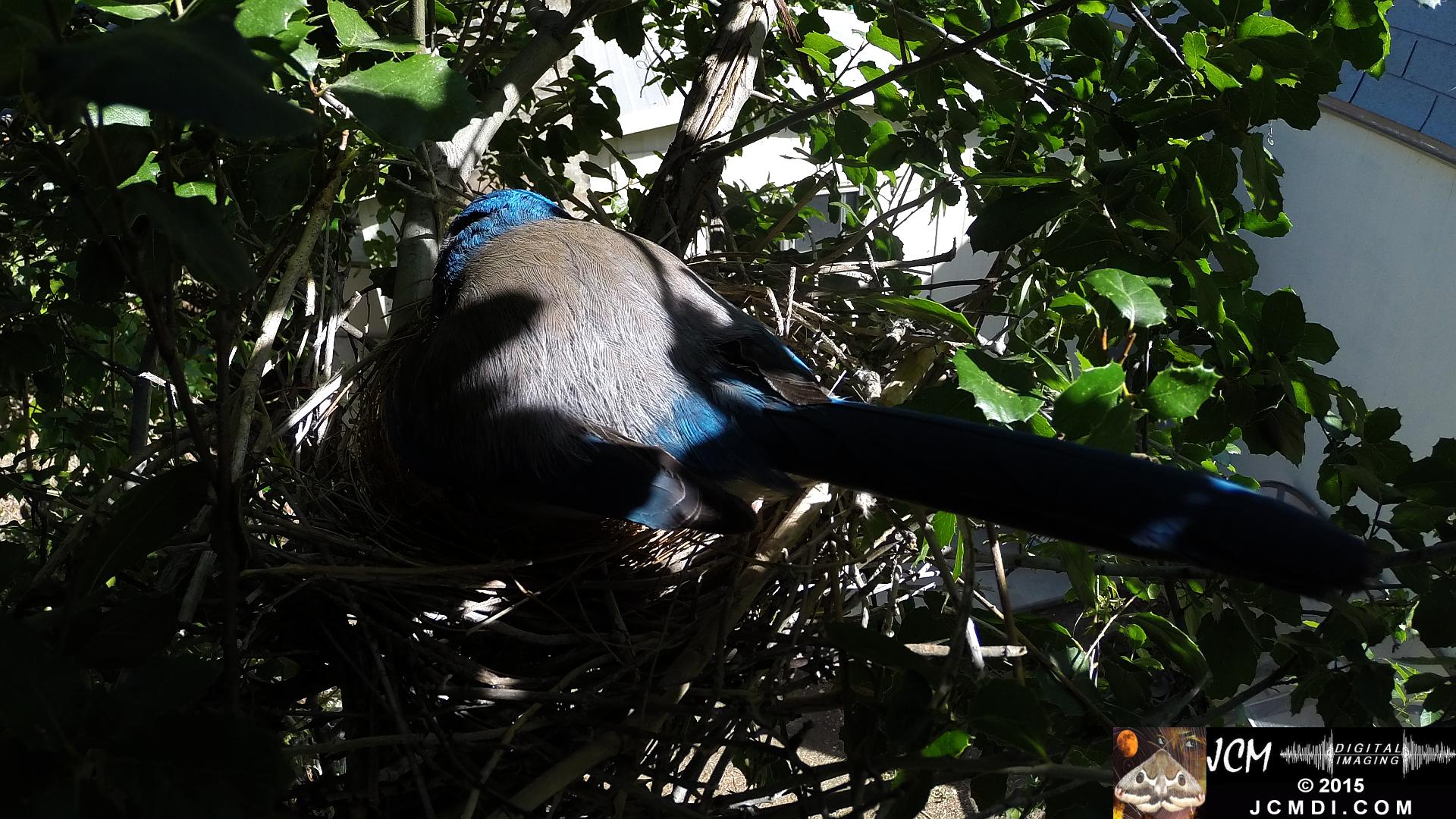 Scrub Jay female adjusting eggs back view